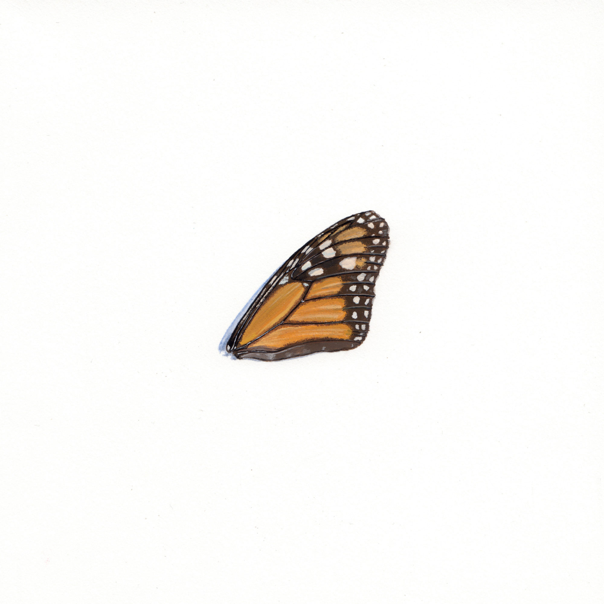 Apophenia: Butterfly Wing